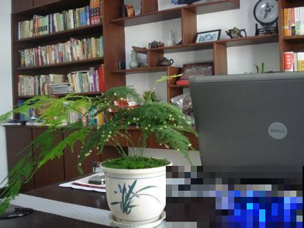 最适合书房养的几种植物，学习工作节节高，还能美化环境除废气！