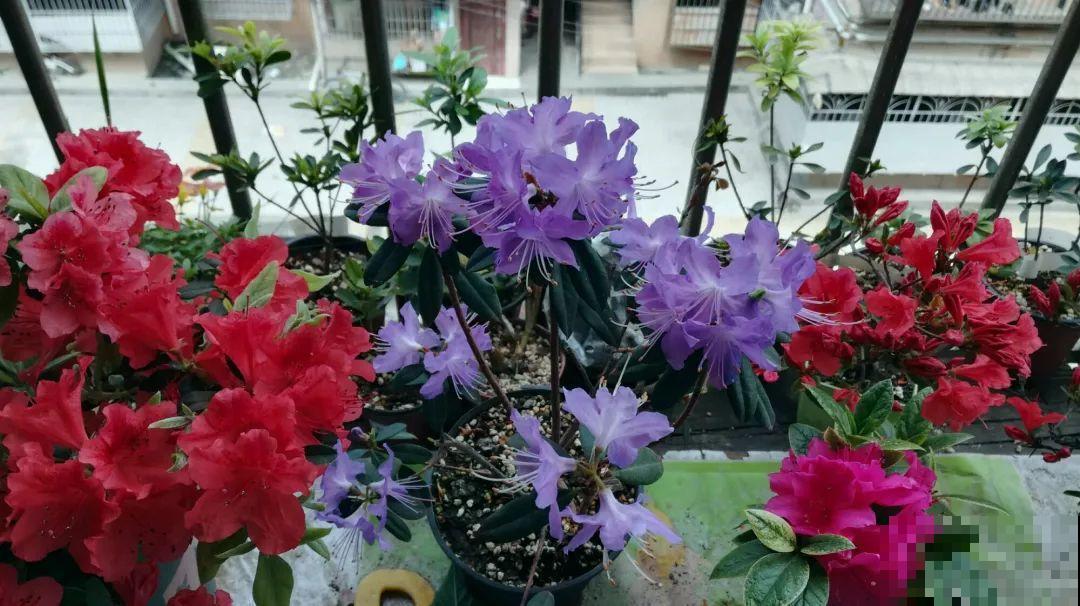 6种花秋天别换盆，把根伤了，一年都不开花！