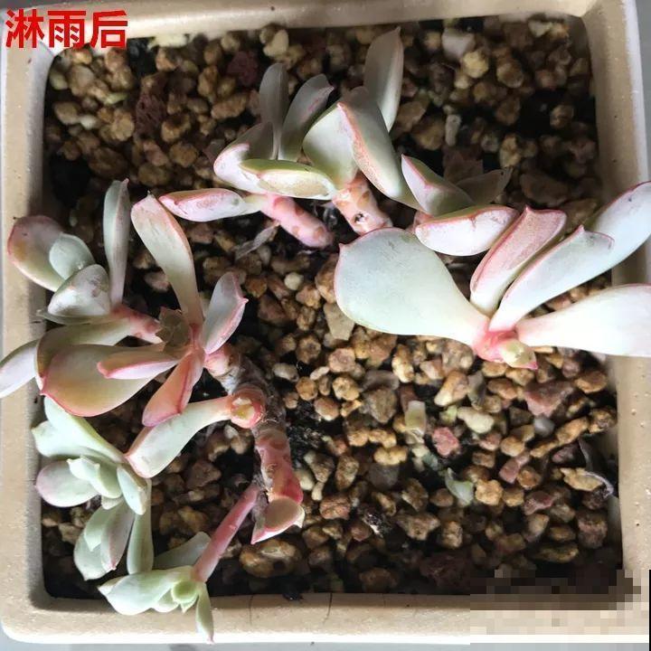 这6种花都有一个不能淋雨的习惯，长斑不说，整株都会烂掉！