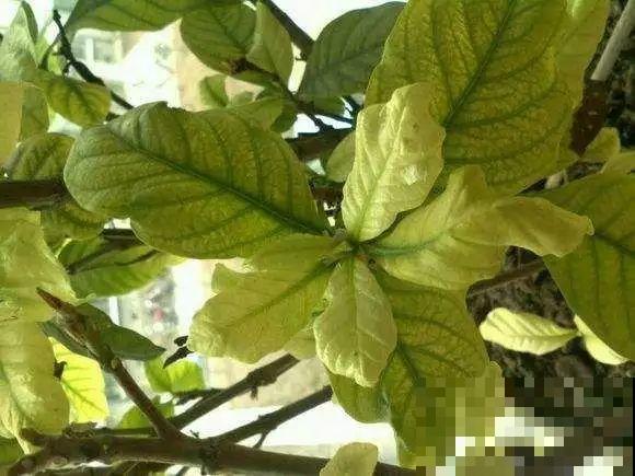 夏天养花黄叶子？赶紧剪一下，10天叶片绿的直滴油！