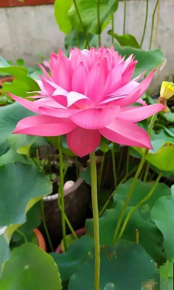 6种大型花，花苞直径20公分，摆家里太大气！
