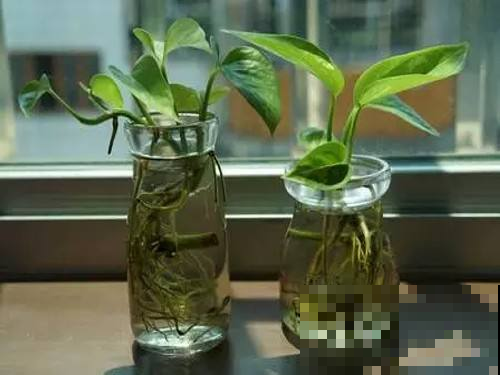 绿萝夏天扦插最省事，有水就生根，一年不用买花了！