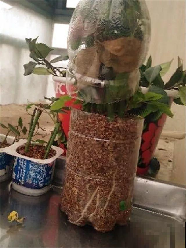 3种花就要现在扦插，越热生根越快，再晚就要等明年了！