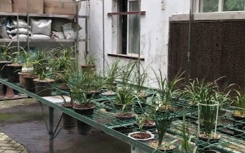 50多盆名贵兰花，一夜被盗，气人的偷花贼！