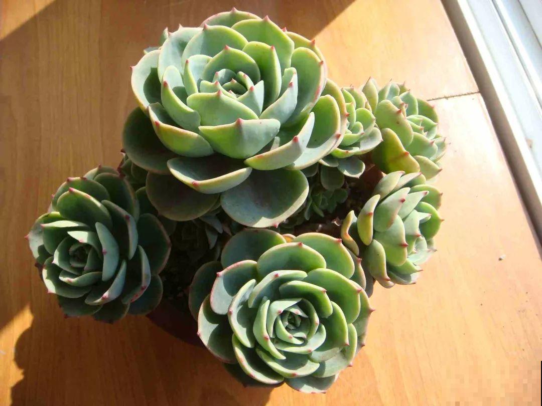 这5种多肉最难养，夏天还没过完就挂，新手慎入！