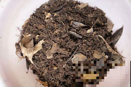 兰花盆里加上它，保水又透气，省了浇水不少事！