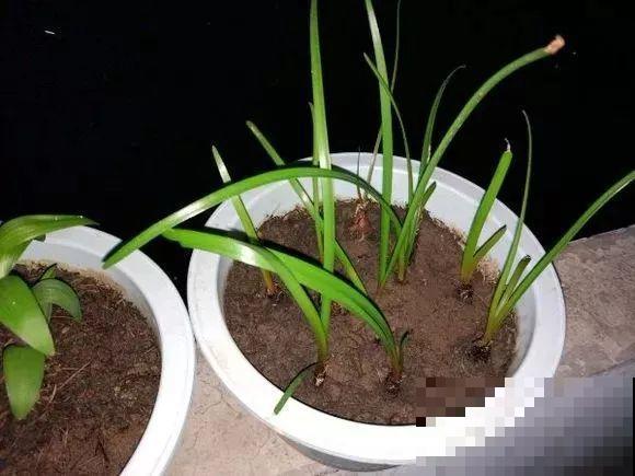这货太皮实，暴晒淋雨后狂开花，能一直开到10月份！
