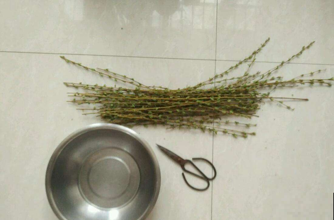 路边捡根不起眼的树枝，剁碎泡水灌花盆里，再蔫的花也能焕发青春