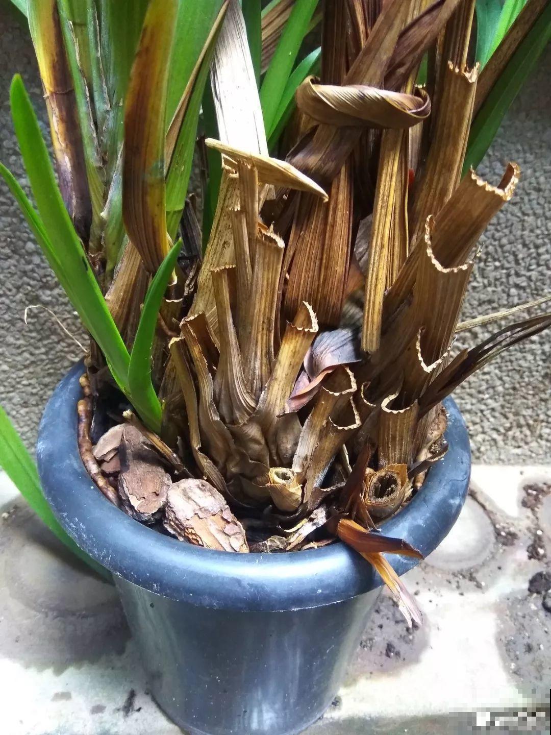 家里有这8种花，现在最容易死，别乱浇水！