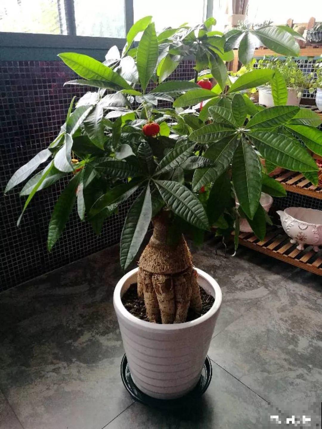 30种常见花的夏季浇水方法，告别烂根黄叶，养花无忧！