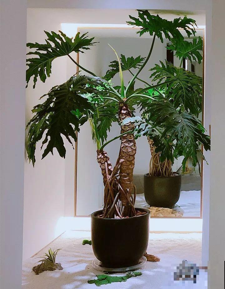 别养绿萝了，这20种耐阴花，养家里才气派！