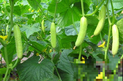 黄瓜收获太兴奋，结果一尝全是苦的？全赖这原因！