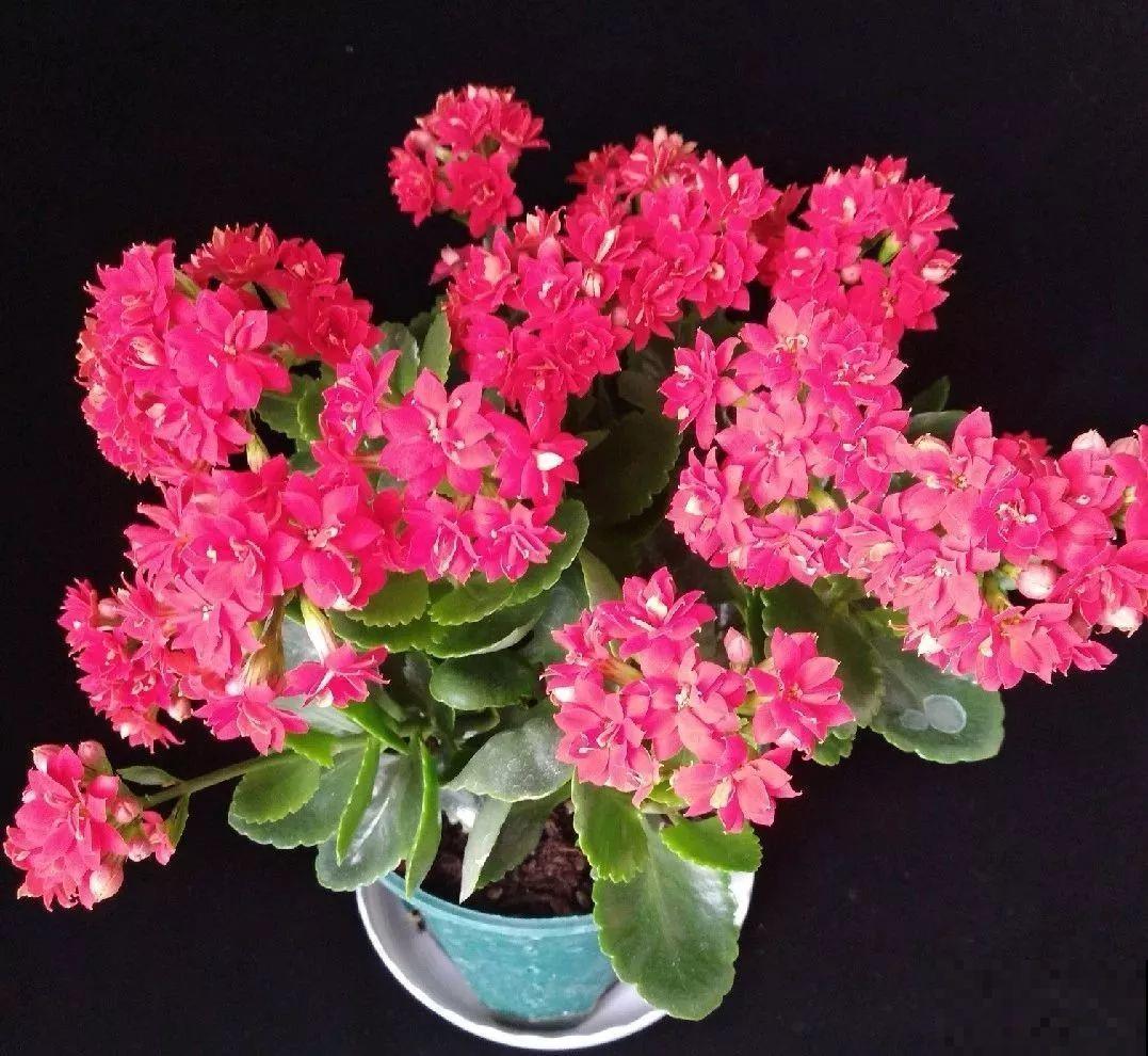 入秋就养这种花，剪一刀满头冒花苞，一开大半年！