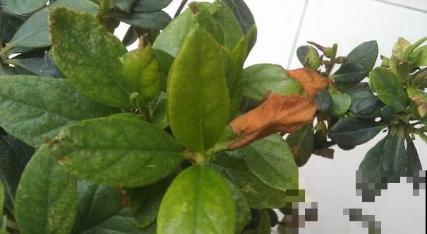 这花是公认的难养，夏天不注意，烂根黄叶统统找上门！
