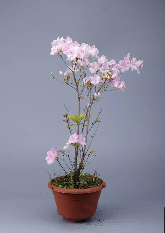 公认难养的花，他花10年时间养成盆景，价值翻倍！