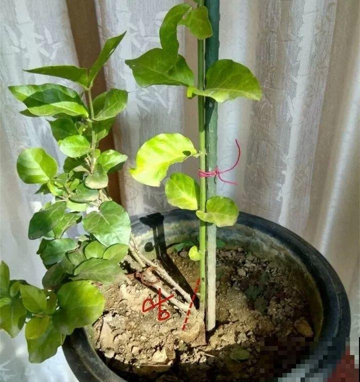 这8种花，拿棍子一绑凹个造型，身价嗖嗖往上翻！