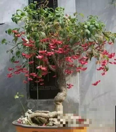 这盆栽，零下30度都冻不死，比牡丹好养多了，而且美过了枫叶红！