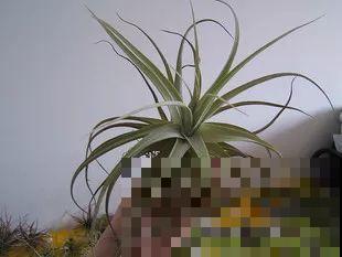 这花不用种土里，隔三差五喷点水，能活20年！