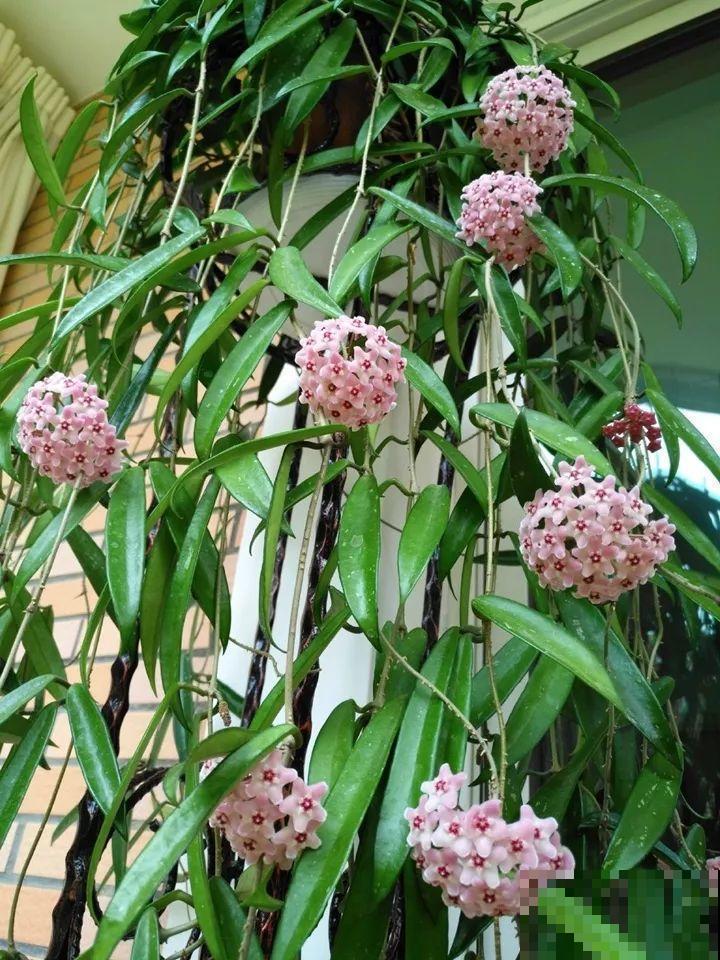 这花从春天到秋天，一茬接一茬，养在阳台美成一道风景线！