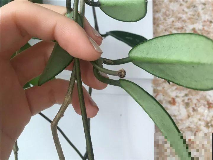 这花从春天到秋天，一茬接一茬，养在阳台美成一道风景线！