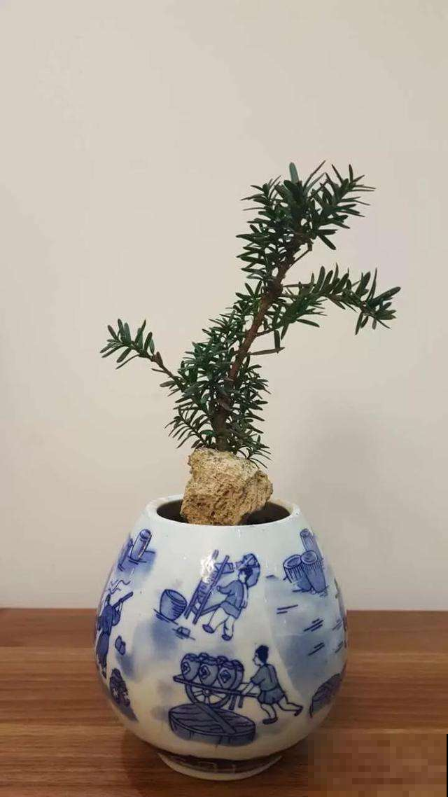夏天喝剩的酒瓶，摇身一变成美花盆，赚到了！