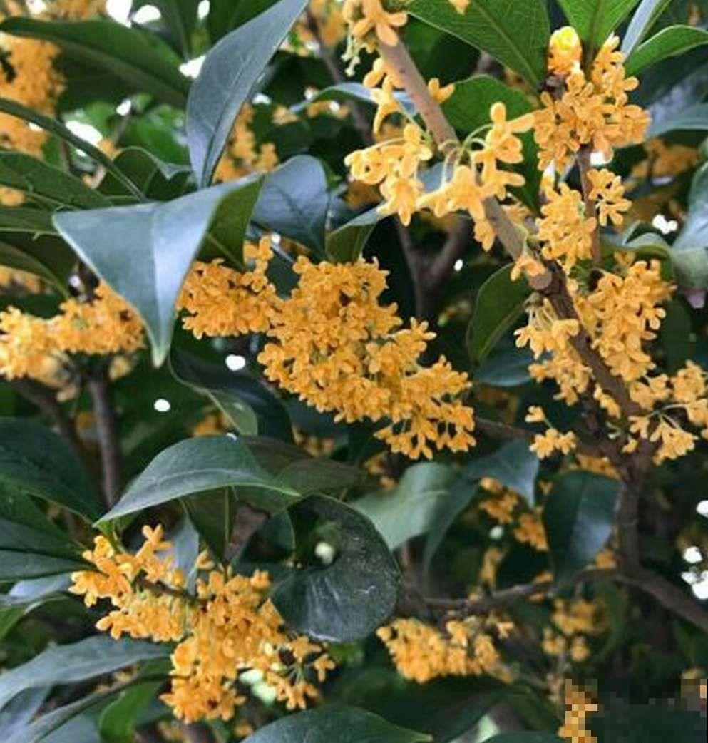 秋天必养的花，堪称活香水，养1盆香味飘10里！
