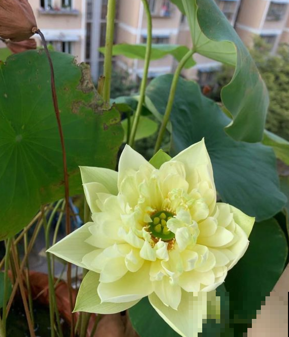 碗莲不开花的原因，看看你中了哪一招，不然就是白花钱！
