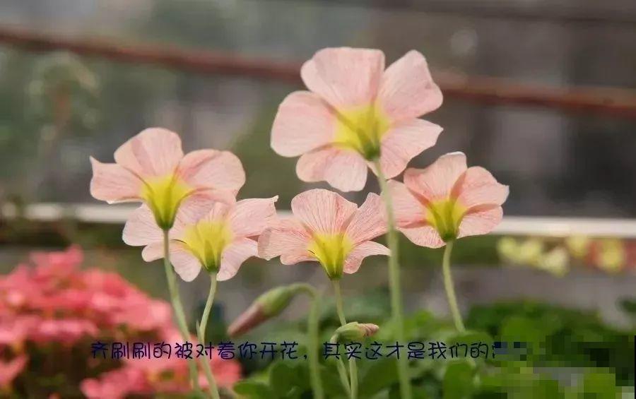 这花埋土里，不用剪就开爆，来年挖出来种球数翻10倍！