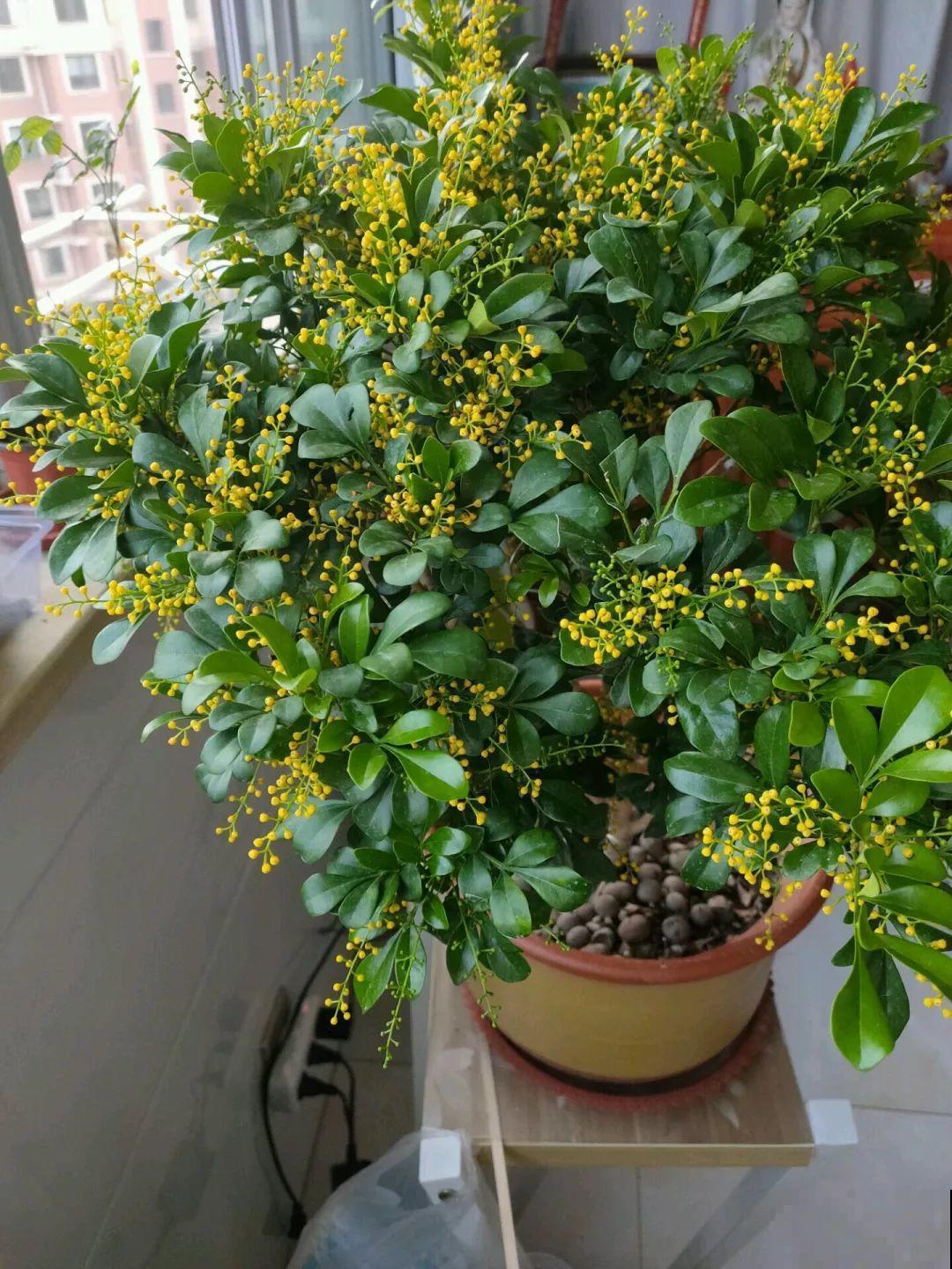 30种常见花的夏季浇水方法，告别烂根黄叶，养花无忧！