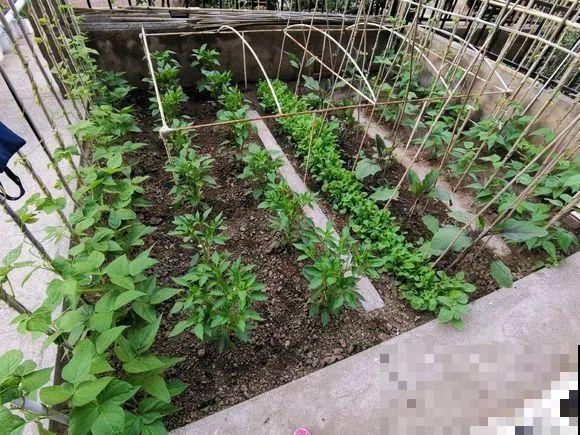 羡慕家里有小菜园的，盛夏季节，通通都爆发！