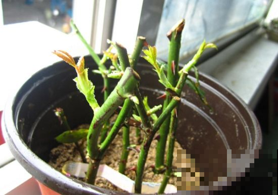 这花太叛逆，天越热越爱生根发芽，拿来扦插再好不过！