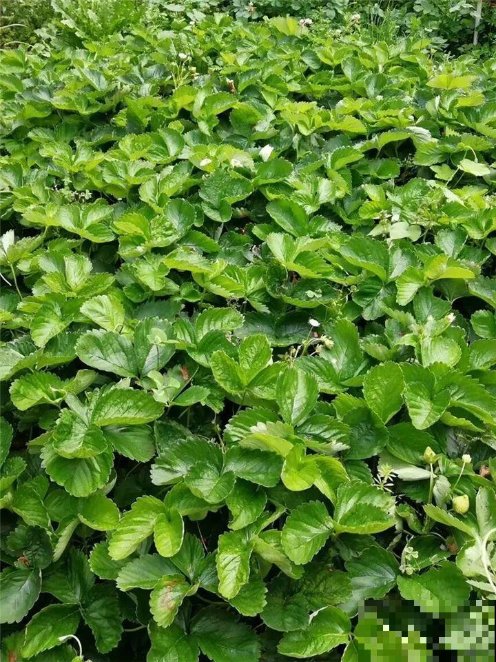 老了以后能干啥？有个小院种种花，悠闲自在！