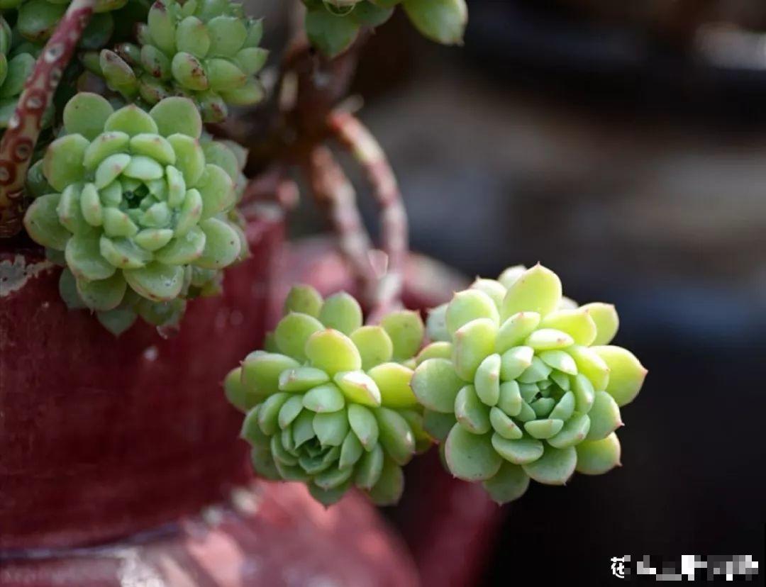 立秋了，抓紧做好这7件事，叶子绿的滴油，花立马胖10倍！