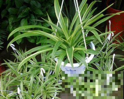 10种耐阴又好养的花，叶子油亮还茂盛，就是一个天然的净化器！