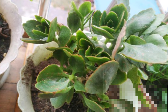 长寿花越养越瘦？立秋之后，就别再饿着人家了！