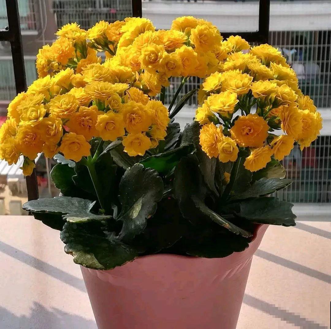 入秋就养这种花，剪一刀满头冒花苞，一开大半年！