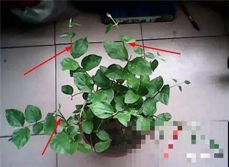这花剪一茬开一茬，越晒花越多，整个夏天屋里都是香香的！