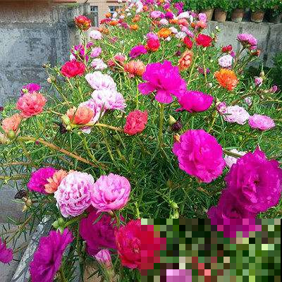 这花从小看到大，每年夏天都在开，阳台花园怎能少了它！