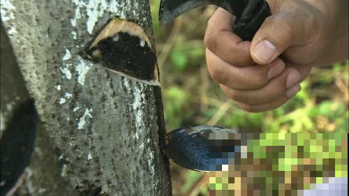 农村见到这树快跑，不小心碰一下脸肿成猪头，树汁却能卖百元一斤