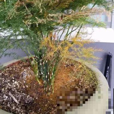 能爬10米高的花，夏天变成绿瀑布，看着就凉快！