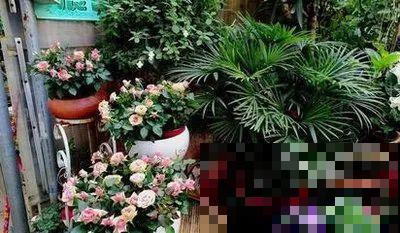 养花的5个好处，堪比人生财富，赚大了！