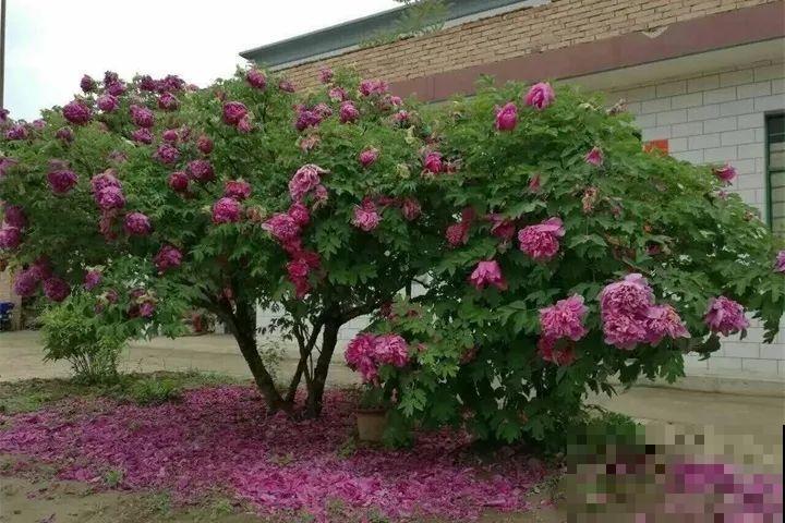 90岁老奶奶，用30年养出牡丹树王，长得比房顶还高！