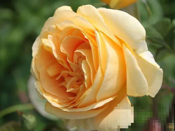 6种大型花，花苞直径20公分，摆家里太大气！