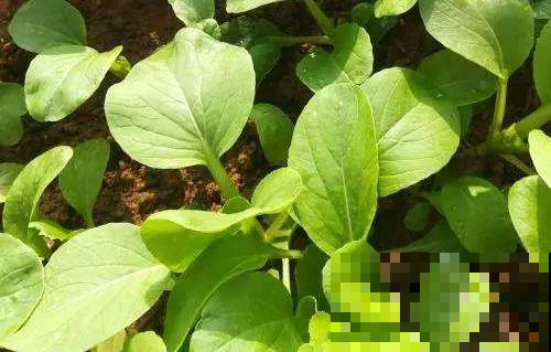 8月最适合种这菜，1周窜满盆薅不完，20天就能进锅！