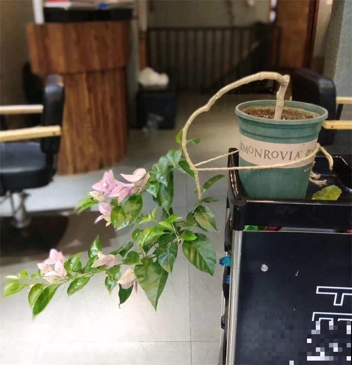 这8种花，拿棍子一绑凹个造型，身价嗖嗖往上翻！