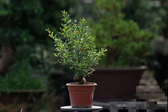 公认难养的花，他花10年时间养成盆景，价值翻倍！