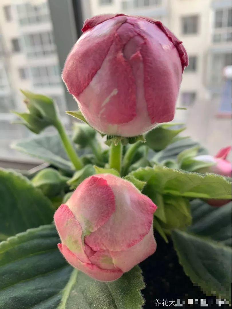 这花超耐阴，1片叶子扦插8盆，开起花来就没停过！