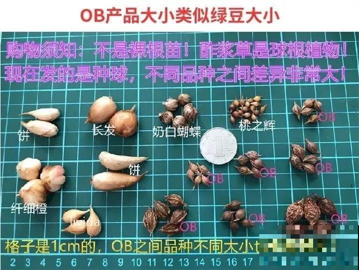 这花埋土里，不用剪就开爆，来年挖出来种球数翻10倍！