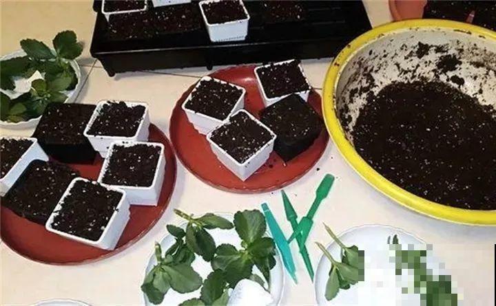 夏天养长寿，这4个雷区不能踩，不然3天就死光！