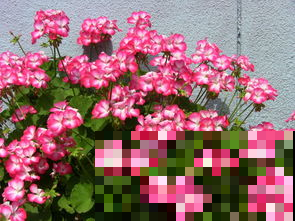 家居绿植你都知道吗？轻松一养，让你的家提高一个档次！